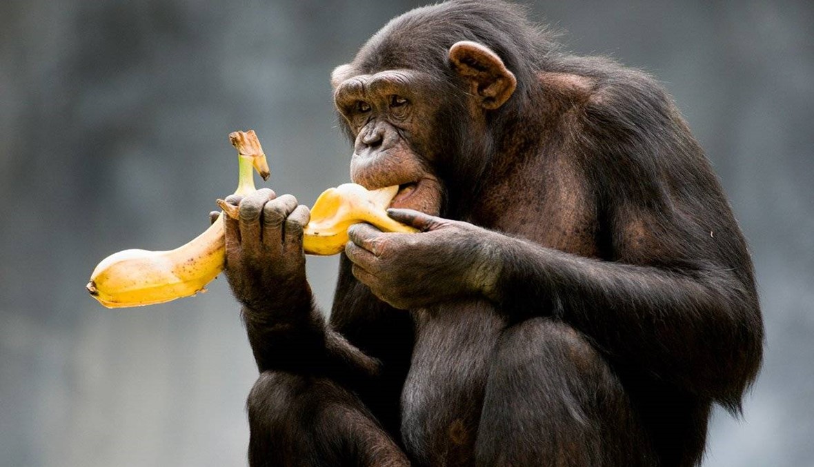 نصف جينات الإنسان تتطابق مع القردة والموز!