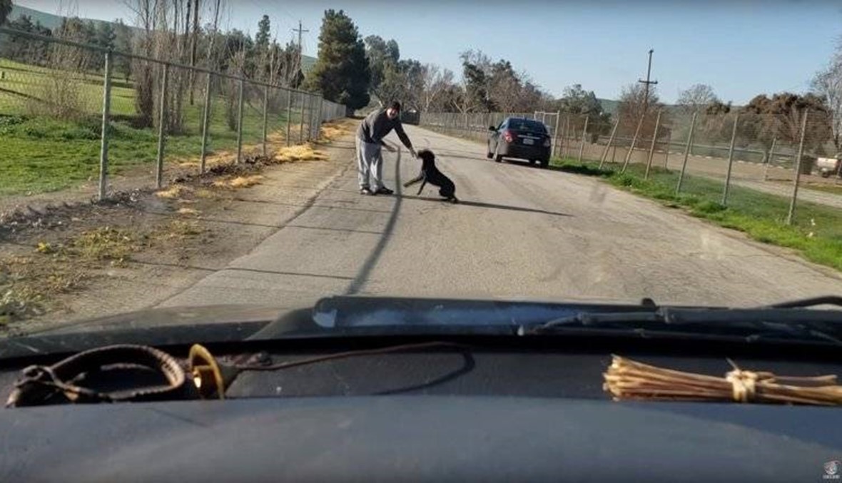لقطات حزينة لكلب يتبع مالكه الذي ألقى به على الطريق (فيديو)