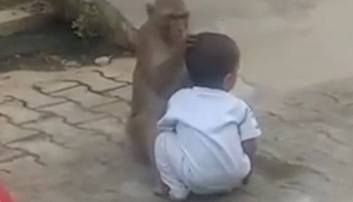 فيديو- تشبّث قردٌ يشعر بالوحدة بابن العامين للعب مع صديقه الجديد