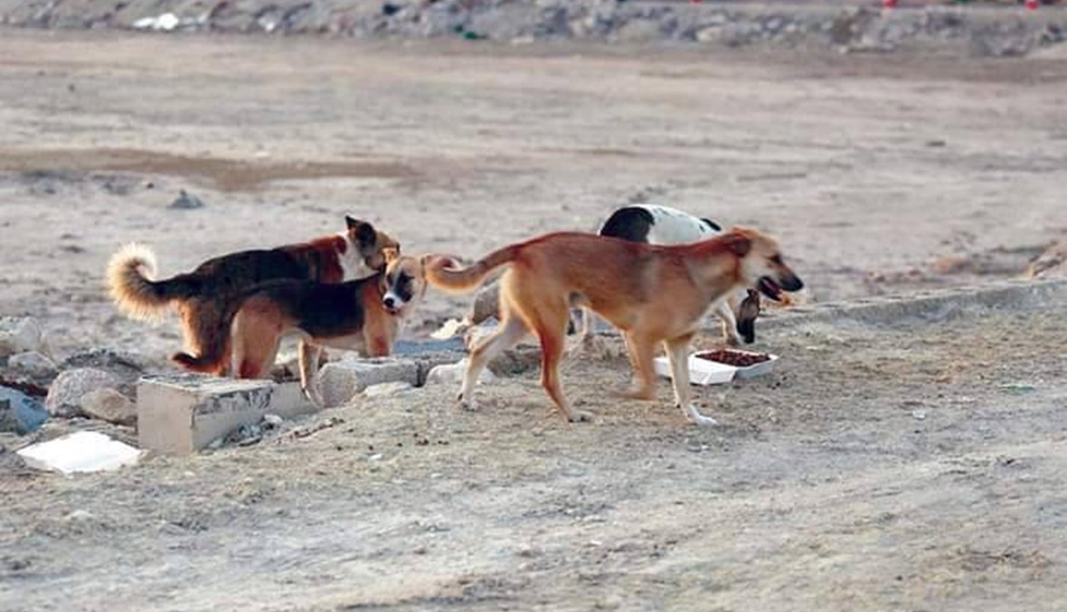 مفاجأة صادمة بشأن عدد الكلاب الضالة في مصر