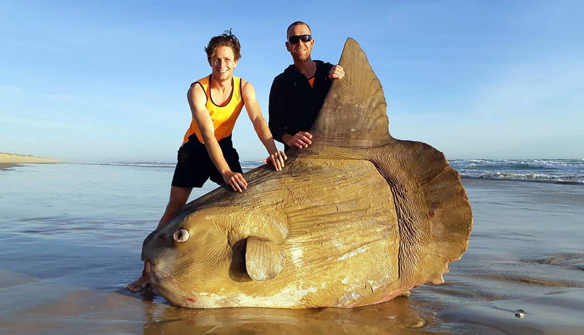 أثقل الأسماك العظميّة... الـ"مولا مولا" انتهت على شاطئ أوسترالي
