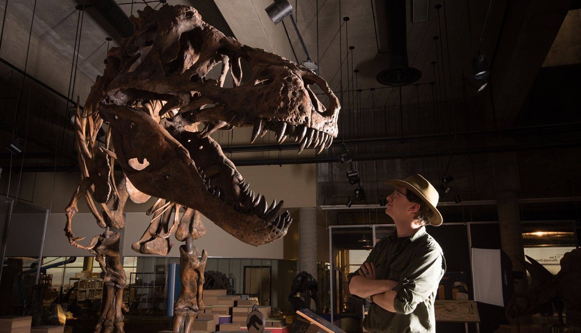 أكبر تيرانوصور في العالم عاش قبل 66 مليون عام