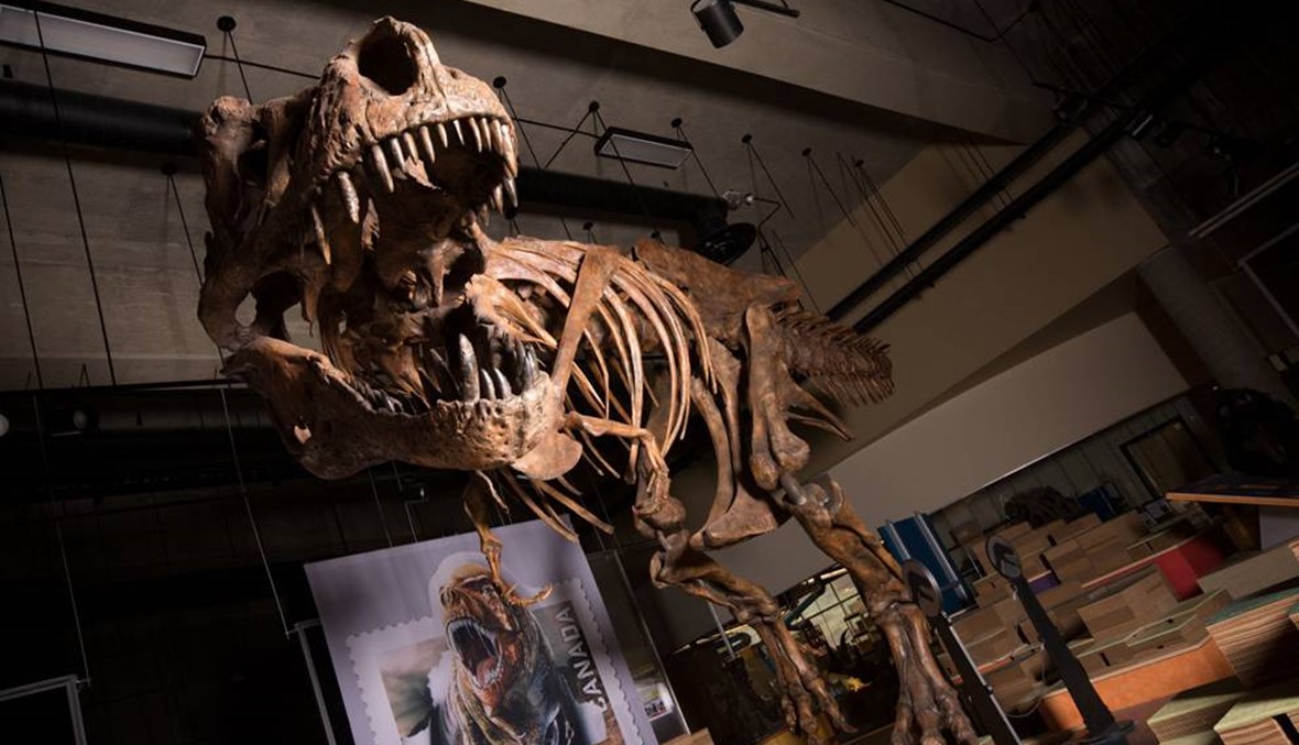 التيرانوصور الأكبر في العالم عاش قبل 66 مليون سنة