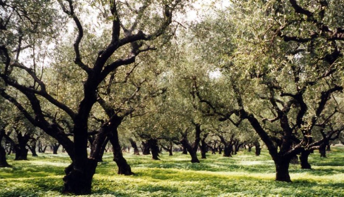 إجماع في الأونيسكو... 26 تشرين الثاني يوماً عالمياً لشجرة الزيتون "رمز الحياة"