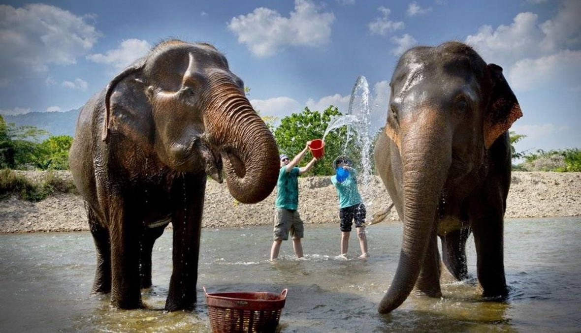 الفيلة ترحب على طريقتها بالملك الجديد في تايلاند