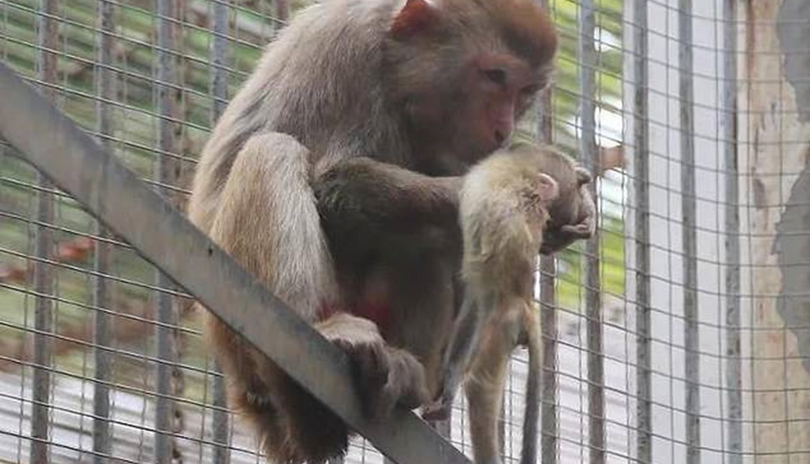 مشهد حزين في حديقة حيوانات... قردةٌ أمٌّ ترفض أن تترك جثة طفلها