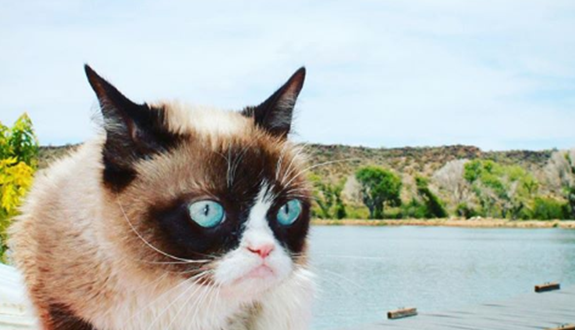 "القطّة الغاضبة" نجمة الإنترنت تفارق الحياة... كانت سبباً لبسمة الملايين من الأشخاص