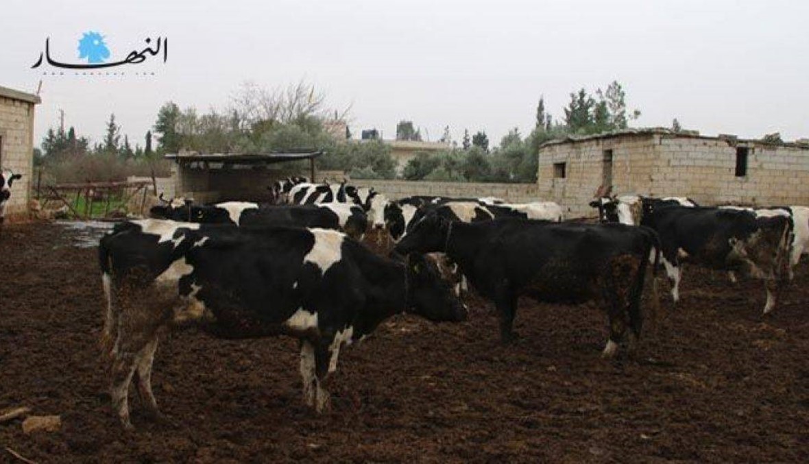 صرخة من مربي الأبقار الحلوب في محافظة عكار لحماية إنتاجهم