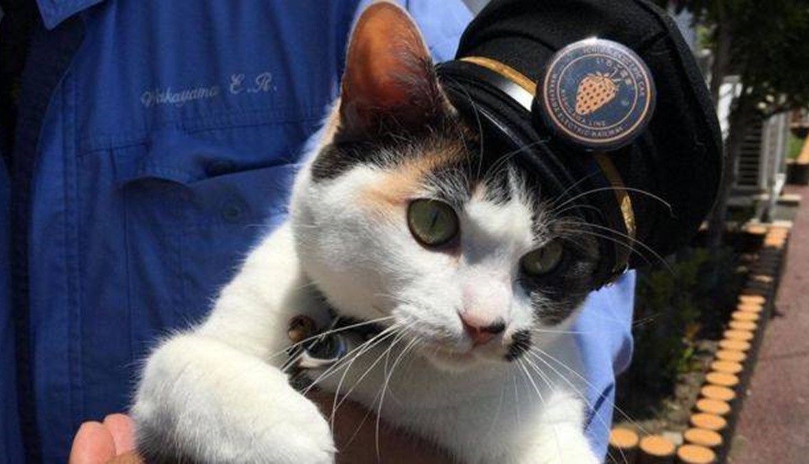 قصة القطة التي أنقذت خطوط سكك الحديد!