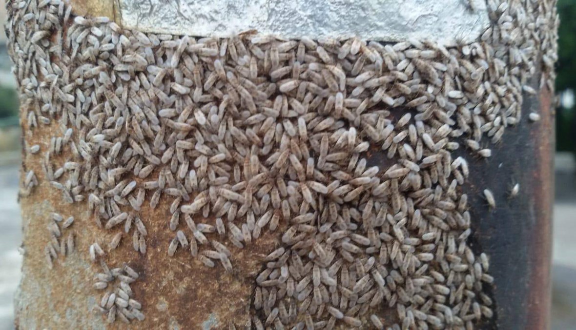 "النمنم" غير مضرة