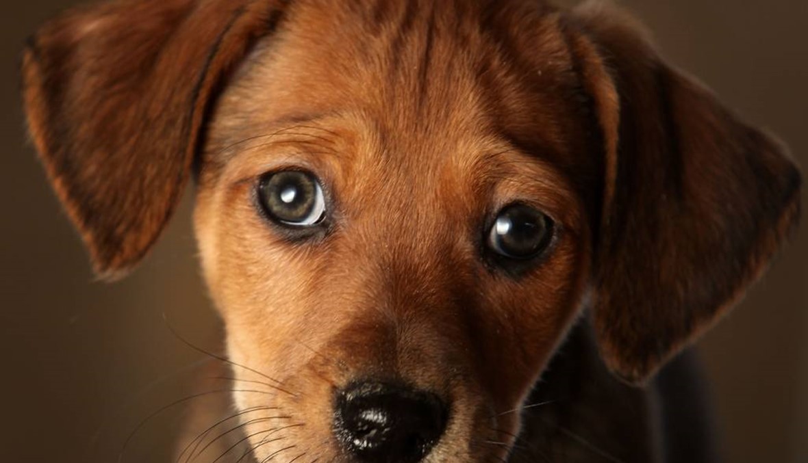 الكلاب طوّرت نظرات عيونها للسيطرة على مشاعر الإنسان!