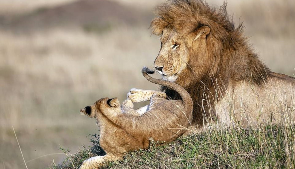 من أجواء عيد الأب، مجموعة صور مؤثّرة بين أسد وابنه في محمية كينيا