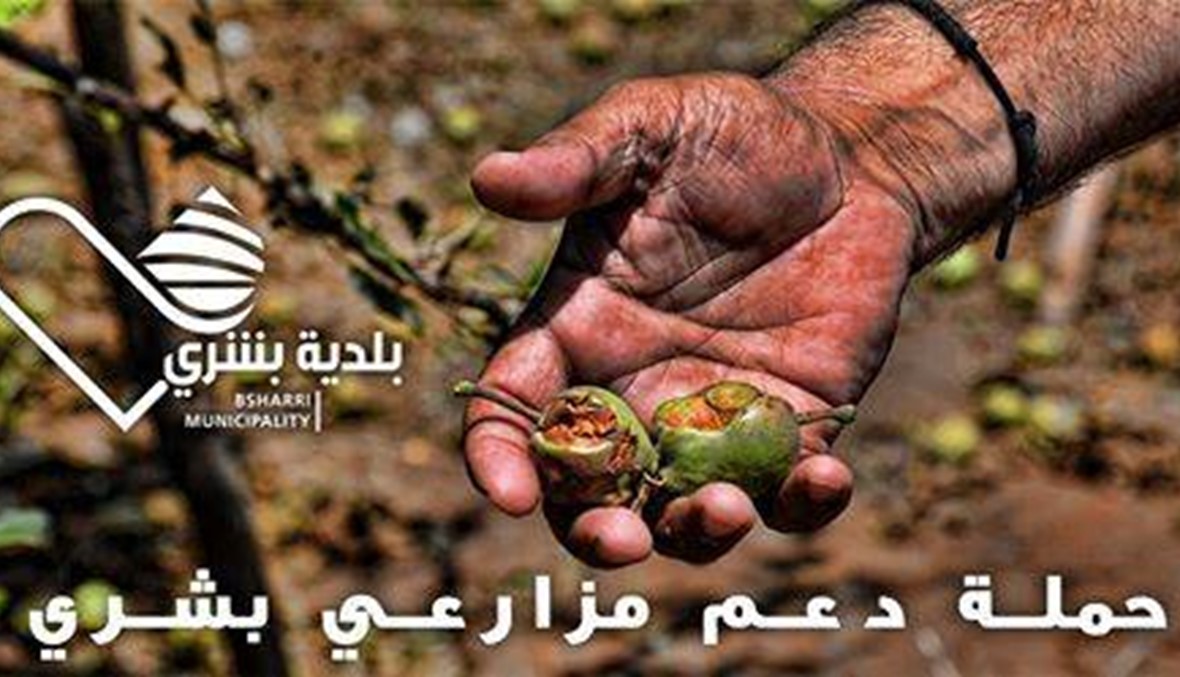 بلدية بشري تطلق حملة تبرعات للتعويض على مزارعي التفاح