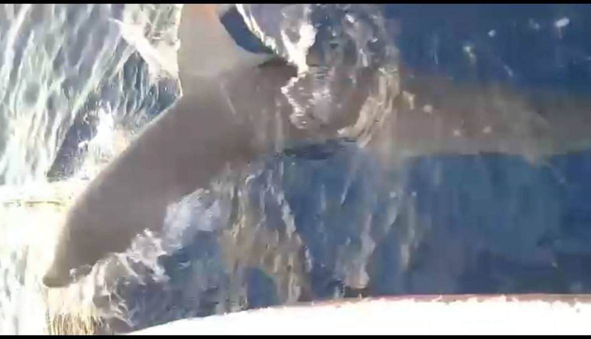 سمك القرش في بحر صيدا... "قطع شِباك الصيادين وقضم سمكة كبيرة" (فيديو)