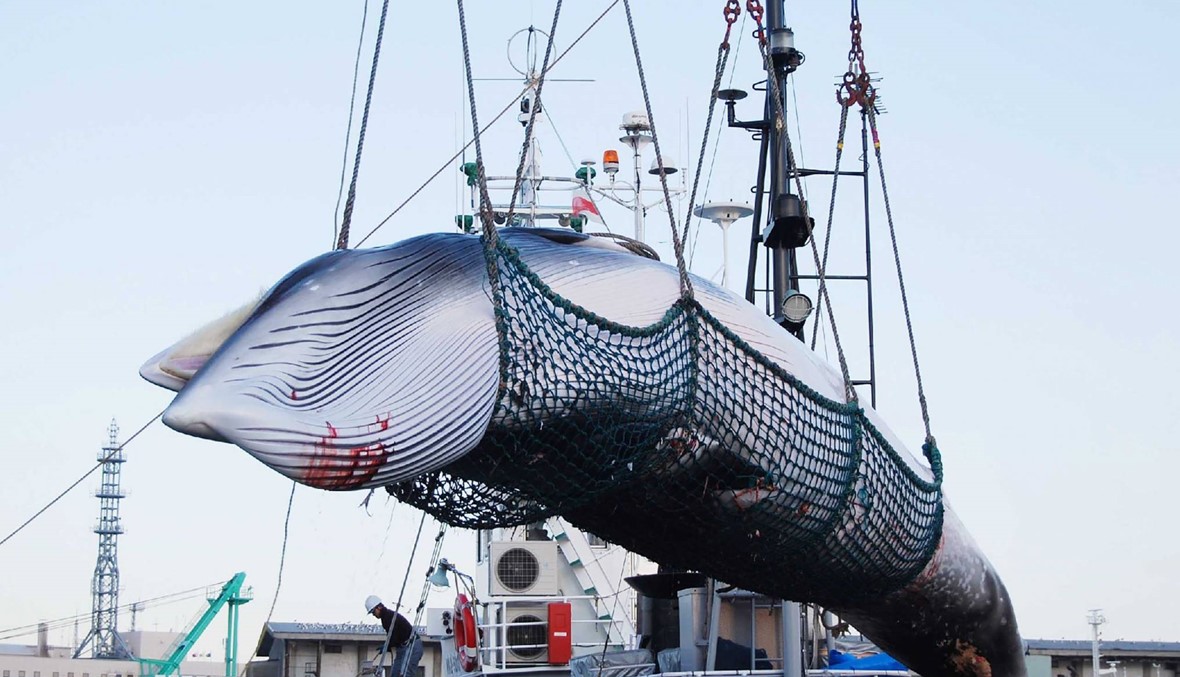أوّل رحلة منذ 30 عاماً... أسطول ياباني يستعد لاستئناف صيد الحيتان لأغراض تجارية