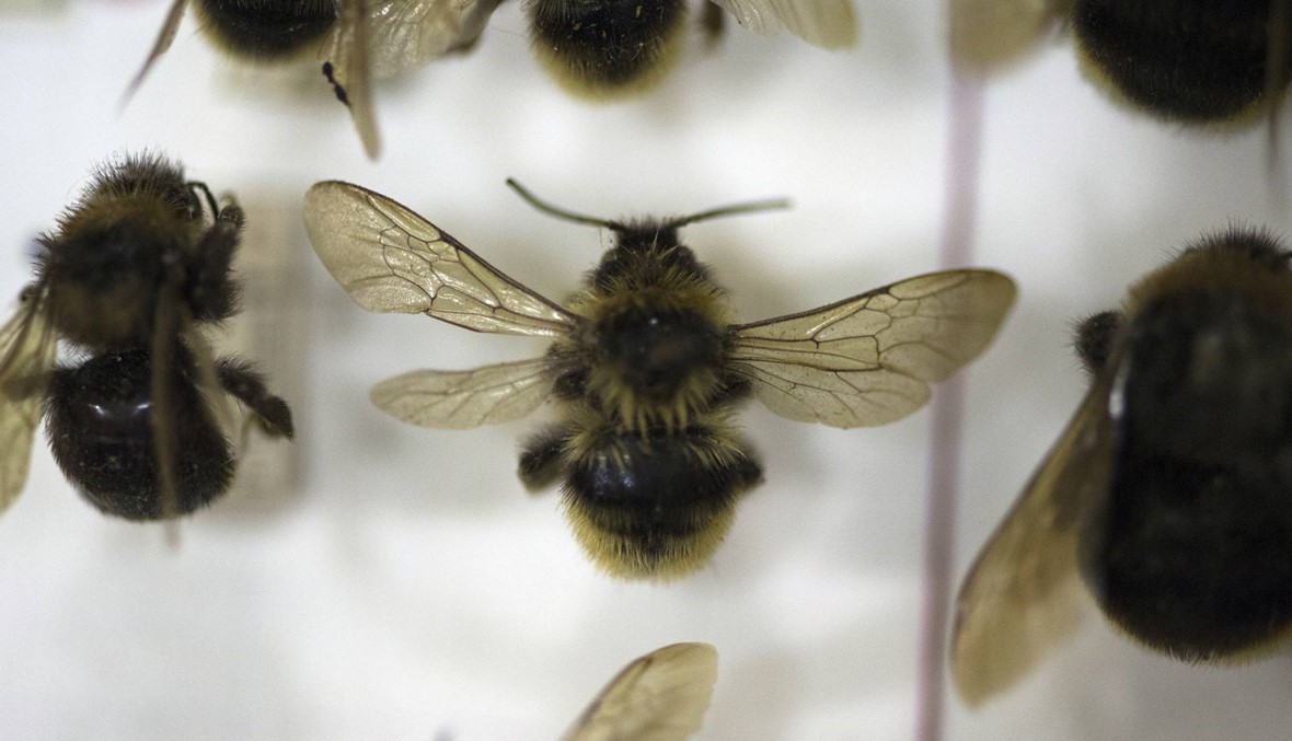 علماء ألمان يدقّون ناقوس الخطر: الحشرات على طريق الانقراض