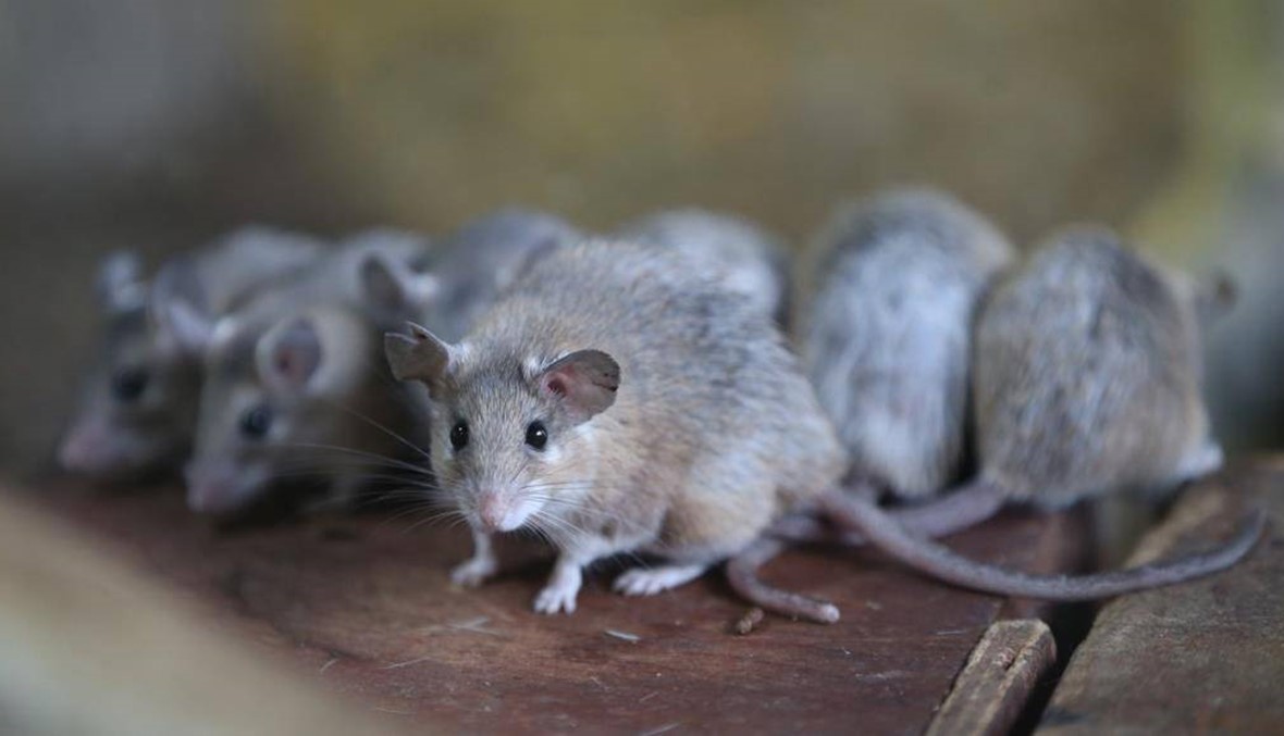 باحثون يقضون على فيروس الإيدز لدى فئران