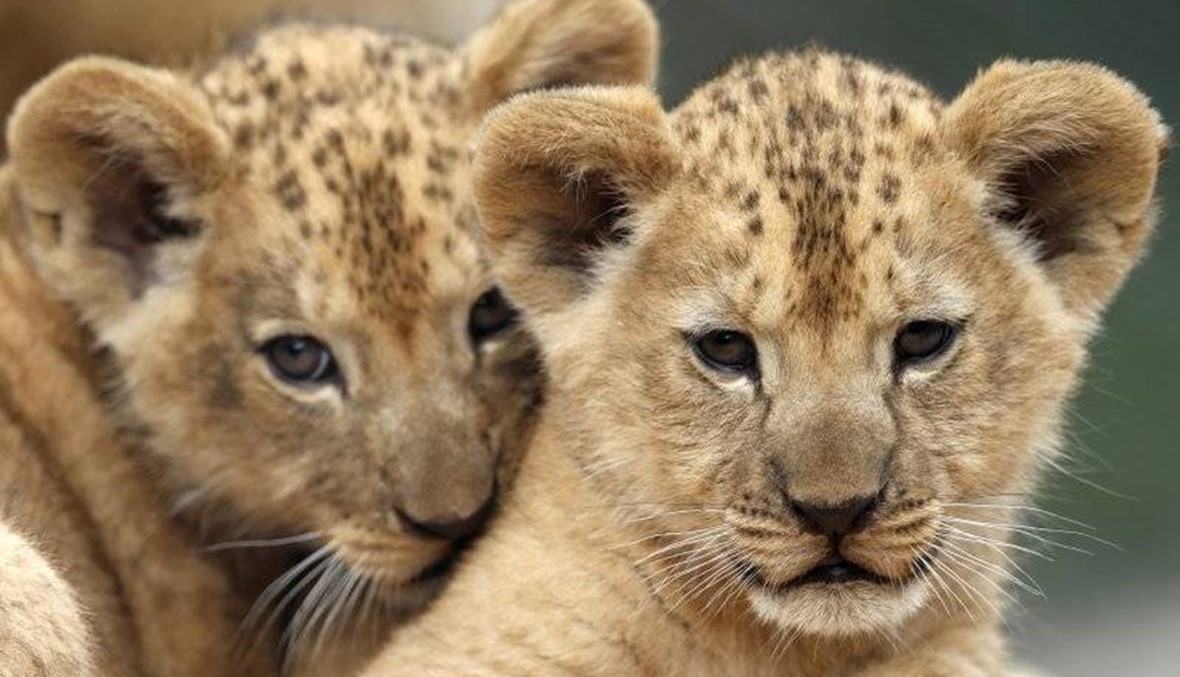 2 rare Barbary lion cubs born in Czech zoo