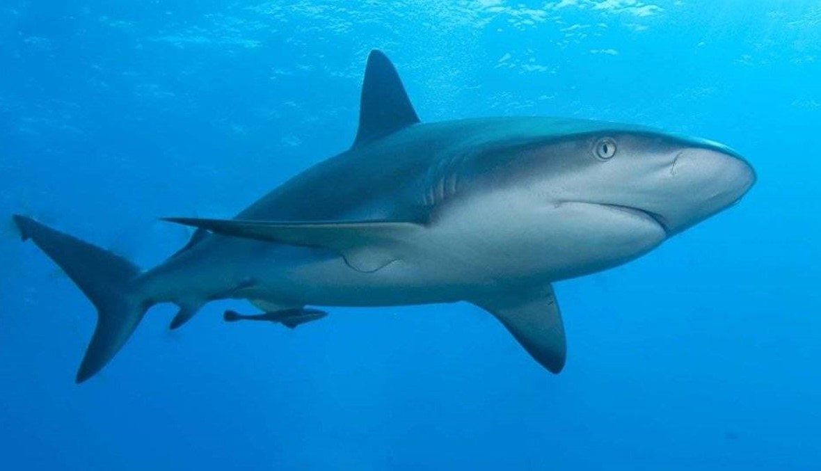 خبراء يحذّرون... هل تختفي أسماك القرش في البحر المتوسط؟