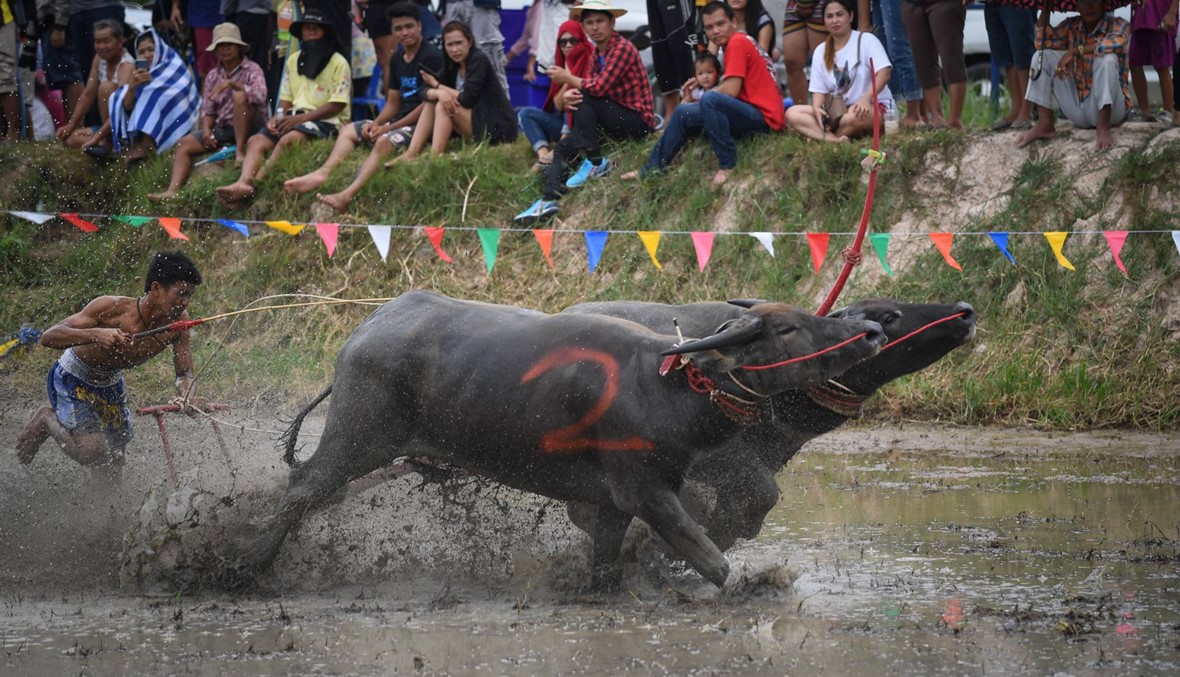 سباق الجواميس... مفخرة مزارعي الأرز شرق تايلاند
