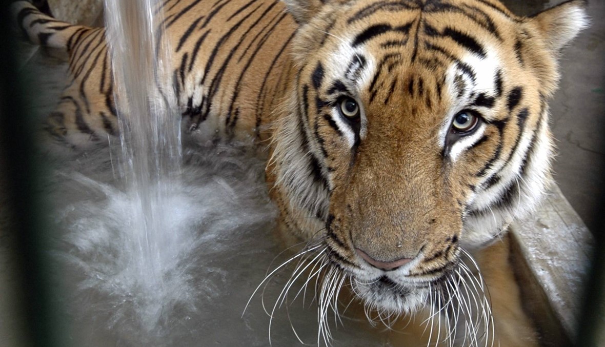 الهند: ارتفاع أعداد النمور البرية بنسبة 30 في المئة خلال أربع سنوات