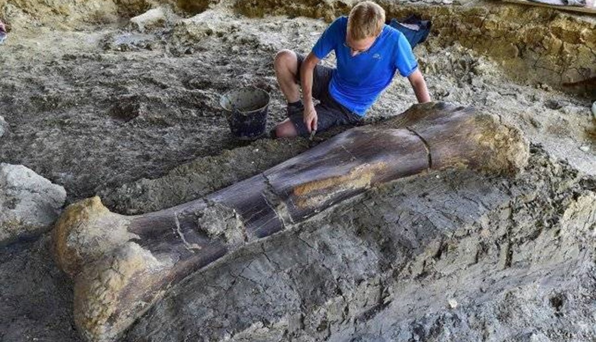 العثور على عظم ديناصور ضخم في فرنسا..."اكتشاف كبير"
