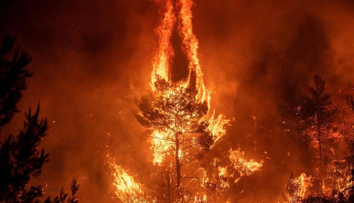 أشجار الصنوبر المحترقة في محمية طبيعية في جزيرة إيفيا اليونانية (أ. ف. ب).