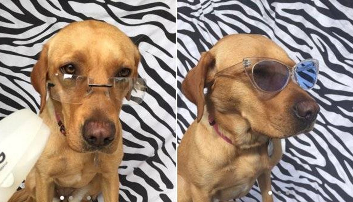 كلب يساعد مالكته في بيع أشهر أنواع النظارات... تشابي عارض الأزياء الجديد