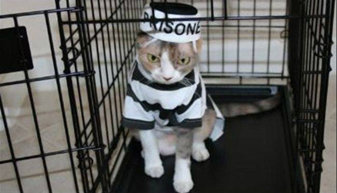 القبض على قطّ يهرّب الهواتف للمساجين!