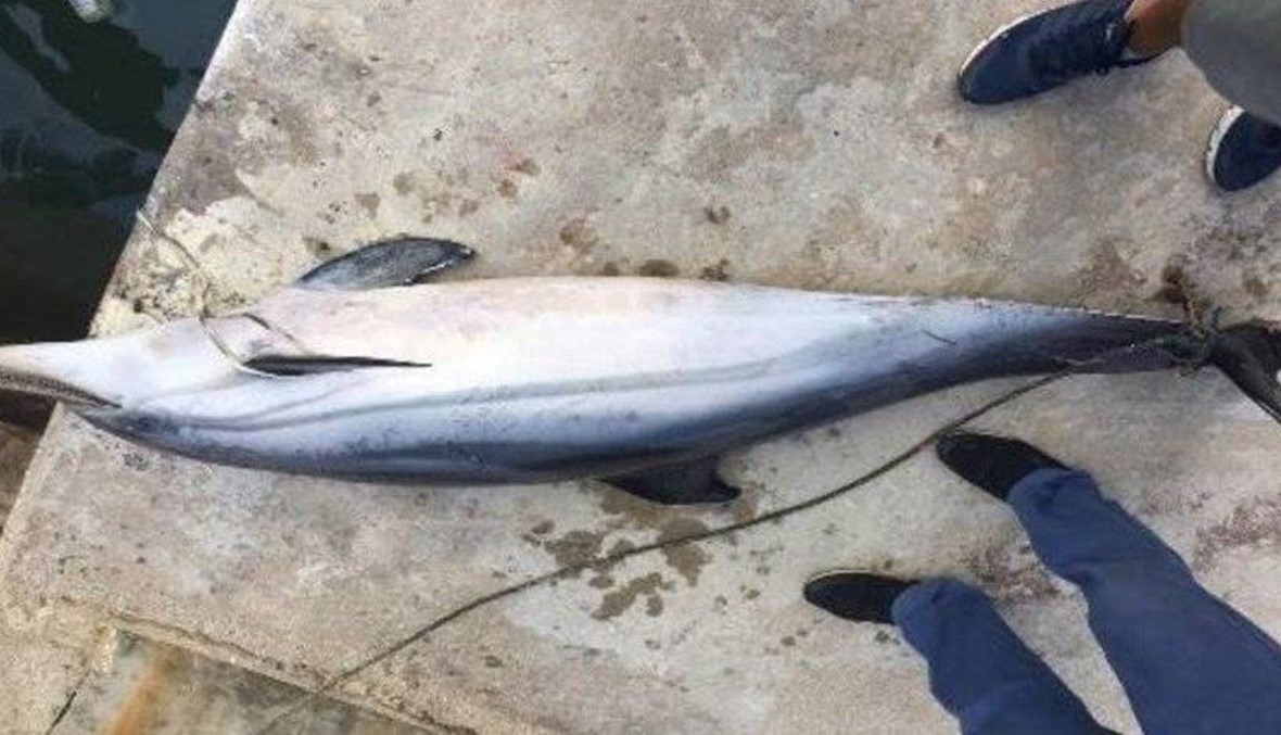 المركز الوطني لعلوم البحار يكشف سبب نفوق دلفين في عدلون