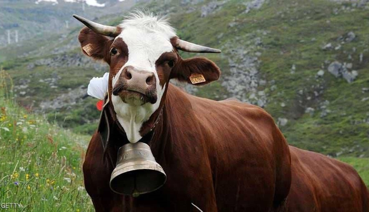 عصابة تسرق أجراس البقر في النمسا... ما قصتها؟!