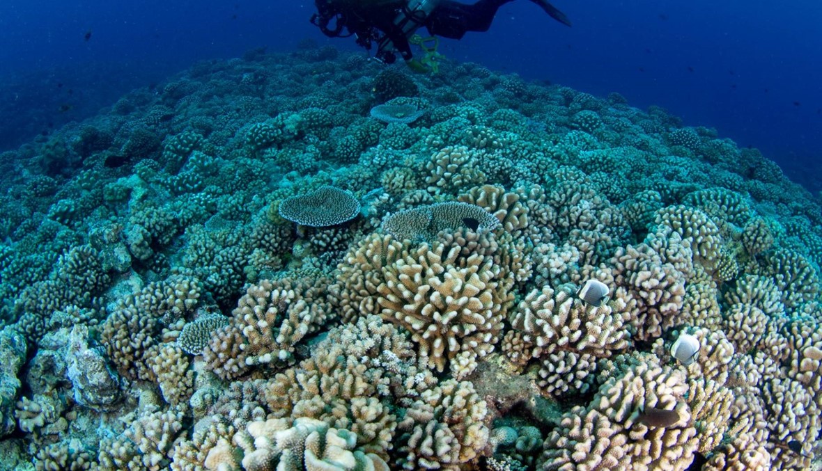 "أسوأ رحلة غوص في حياتي": غواص يكشف الخطر الذي تتعرّض له الشعاب المرجانية
