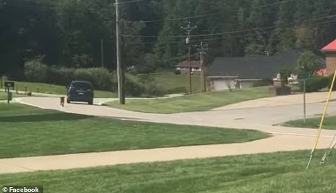 مشهد مؤثر جدّاً: كلب يلحق بسيارة مالكته التي تركته إلى جانب الطريق