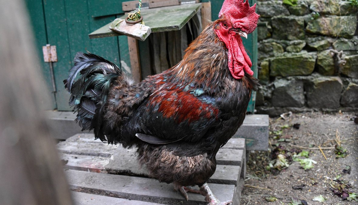 محاكمة ديك في فرنسا: "موريس" انتصر