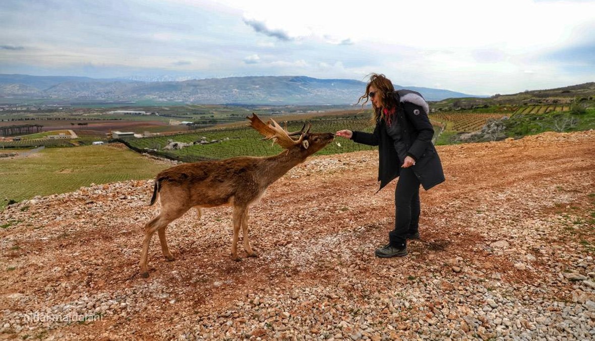 قصة الغزال في لبنان وبدء موسم الصيد