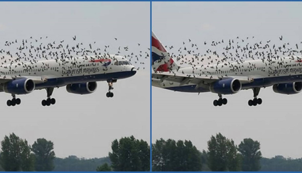 سرب من الطيور "هاجم طائرة ركّاب وألحق بها أضرارًا"؟ FactCheck#