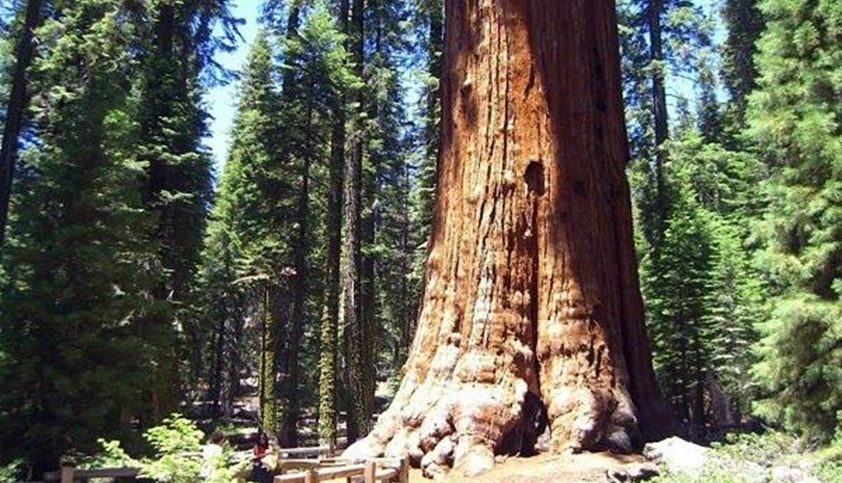 عمرها آلاف السنوات... تعرف إلى أقدم 10 أشجار في العالم!