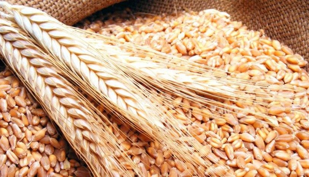 عوامل إيجابية تؤثر على محصولي القمح والشعير في سوريا