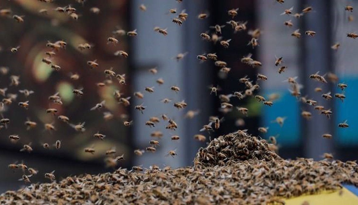 سرب من النحل يؤخّر إقلاع طائرة