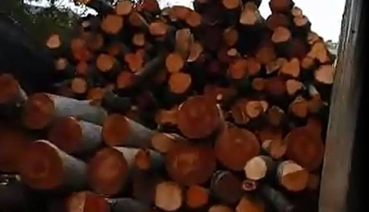 بالفيديو- تقطيع الأشجار في مرج بسري