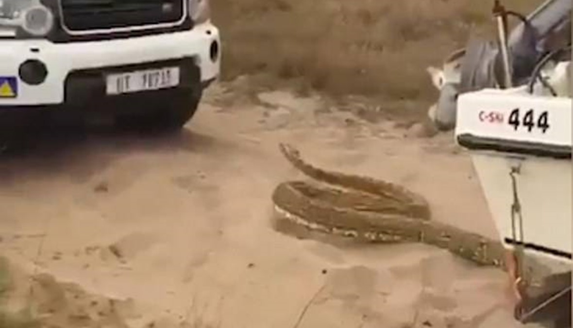هرج ومرج في أدغال جنوب أفريقيا... ثعبان عملاق يطارد السيّاح