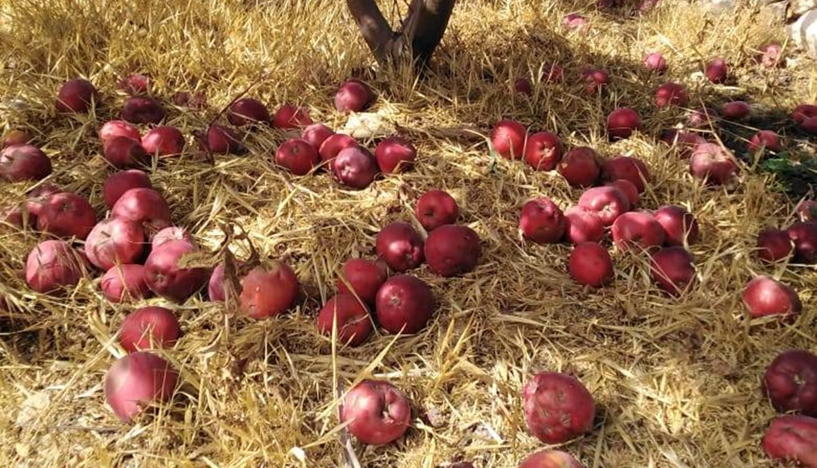 الزيتون يسلّم على التفاح والأسواق تغرق بالتهريب