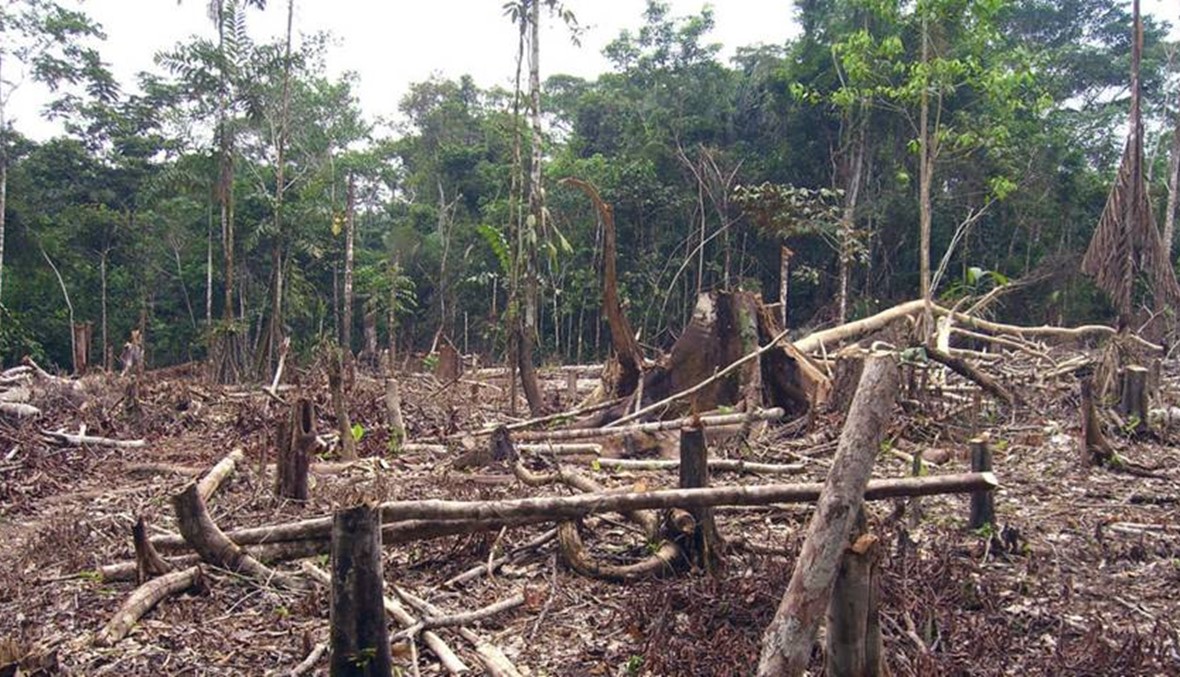 قطع الأشجار ازداد بنسبة 93% في الأمازون البرازيلية