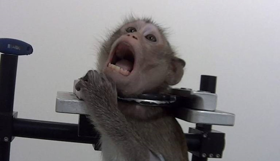 صور مروّعة تُظهر المعاملة السيئة التي تتعرّض لها القردة والحيوانات في مختبر ألماني (فيديو)