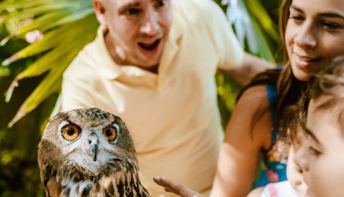 للأطفال والكبار... الإثارة والحياة البرية في "Jungle Island" بولاية فلوريدا (صور وفيديو)