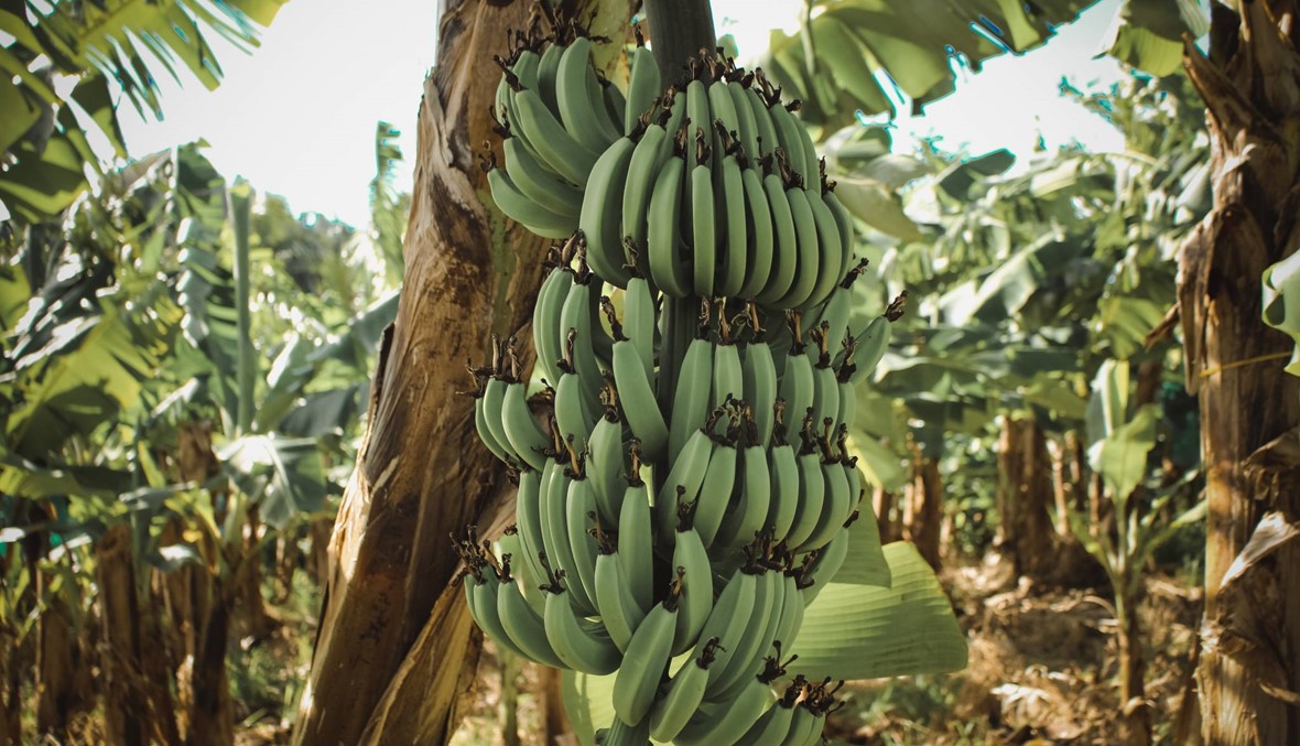 تصدير 75 ألف طن من الموز اللبناني... ووزير الزراعة يشكر سوريا