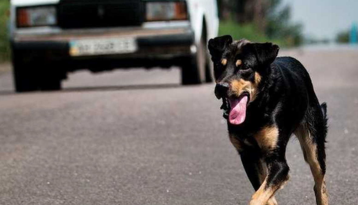 كلب ضال يثير الذعر في مصر بعد عقر 36 شخصاً