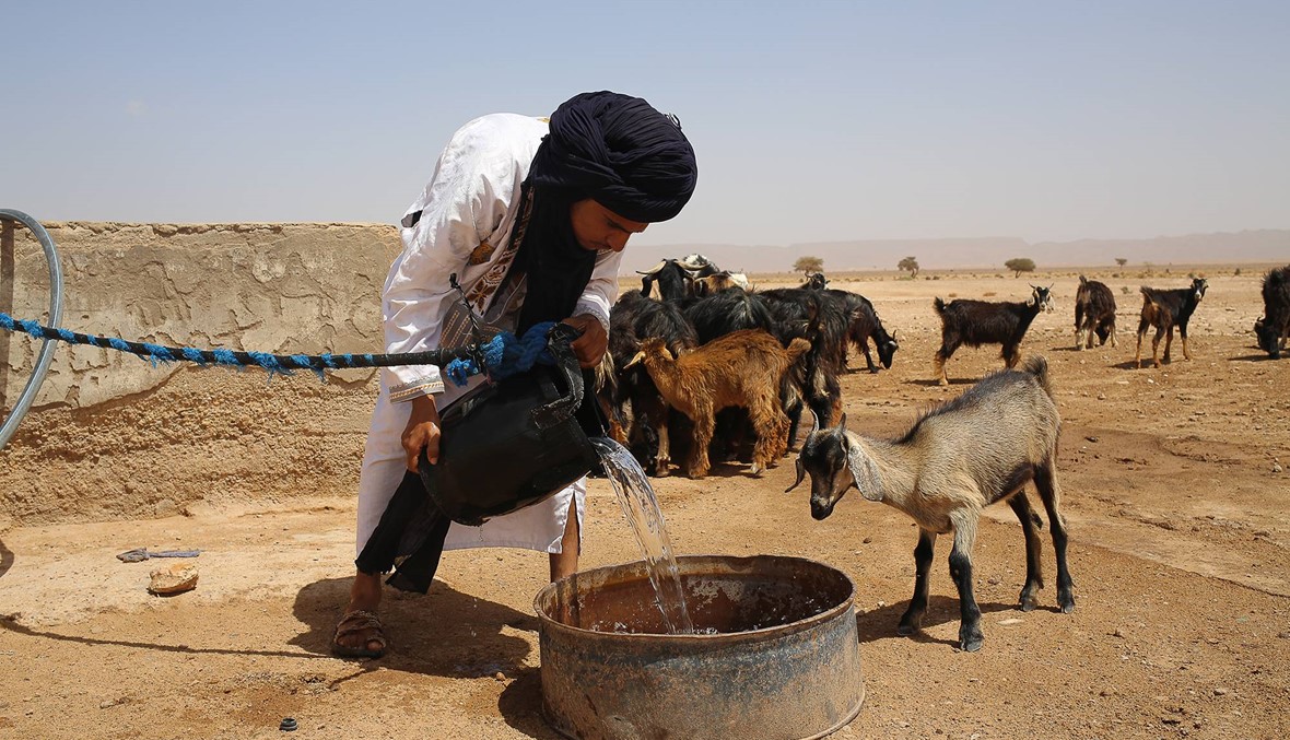 دعوة للتحرّك سريعاً... "غرينبيس": الواحات المغربية تواجه خطر الزوال