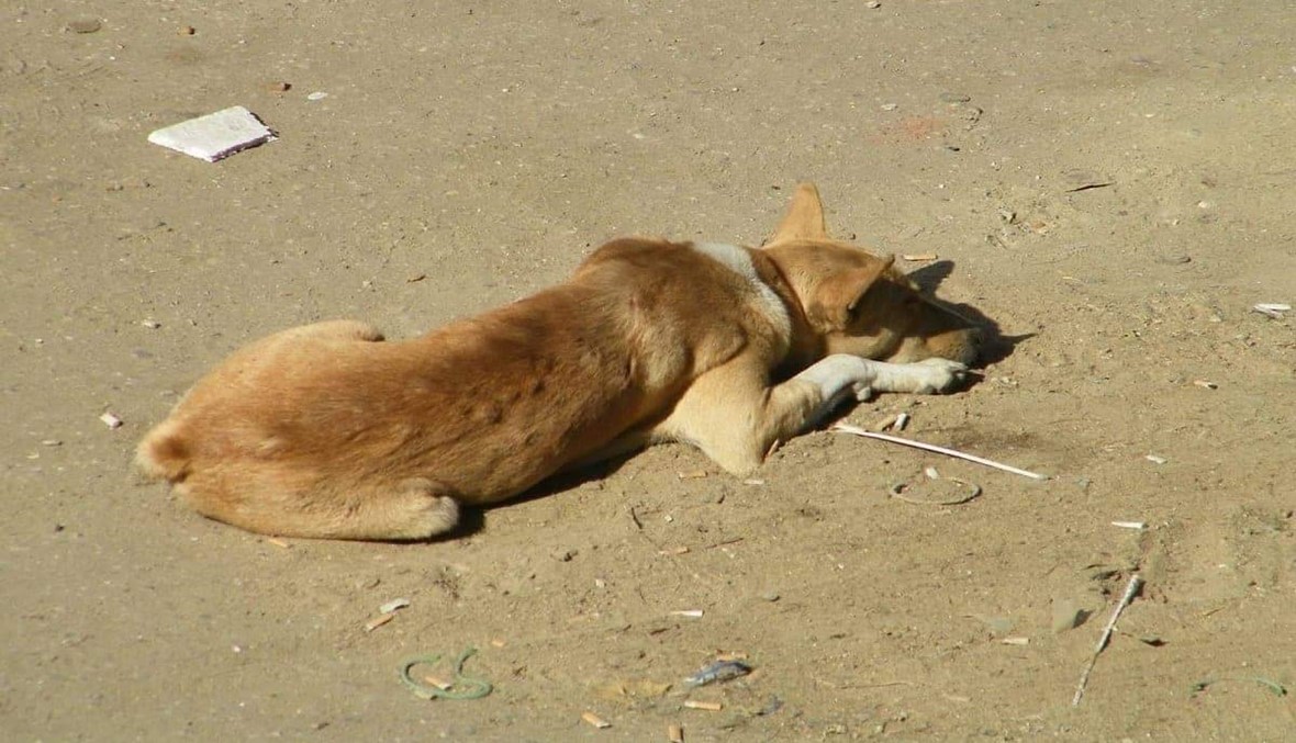 تجرّدوا من الإنسانية... القبض على 4 مصريين بتهمة قتل كلب بالأسلحة البيضاء (فيديو)
