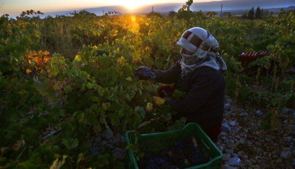 Healing with Herbs: Lebanon’s rich herbal flora